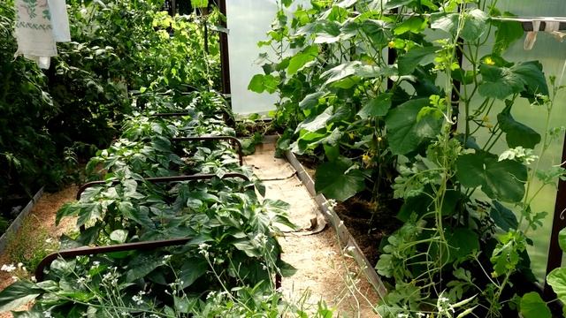 НИКОГДА НЕ ВЫРАЩИВАЙТЕ ПОМИДОРЫ, ОГУРЦЫ, ПЕРЕЦ БЕЗ ЭТОГО! Срочно дайте это всем растениям! смотреть онлайн