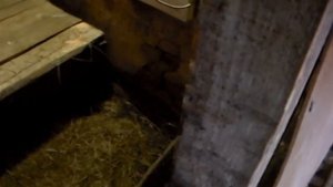 Немного о зимовке вьетнамских свиней,мой личный опыт и мнение.