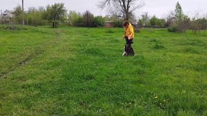 дрессировка американская акита