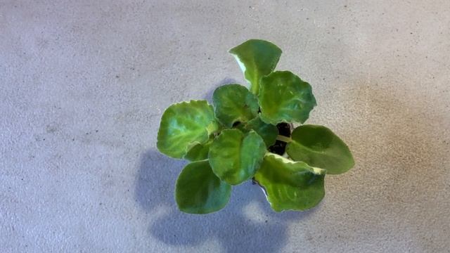 ФИАЛКИ. Что делать при перекорме удобрениями. смотреть онлайн