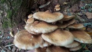 К Гриб Чешуйчатка съедобная как отличить от опят осенних mushroom difference 20141002