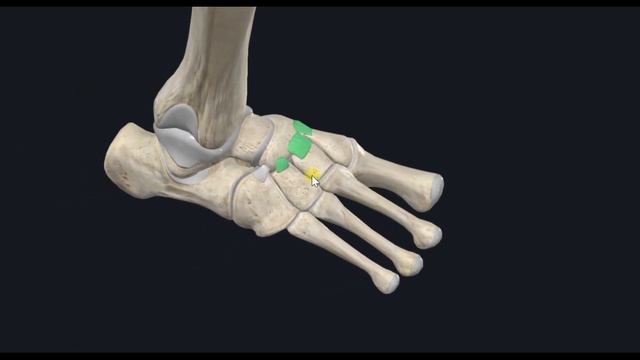 Клиноладьевидный сустав (art. cuneonavicularis) 3D Анатомия
