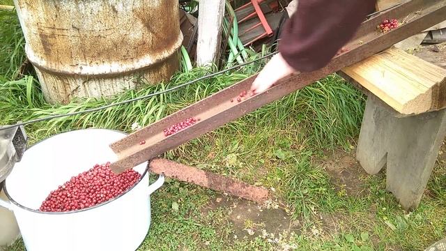 Быстрая очистка ягод от мусора смотреть онлайн