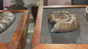 980 Аммониты, часть 1