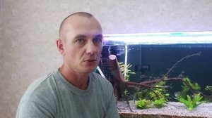 Разведение скалярий. Инкубация икры.