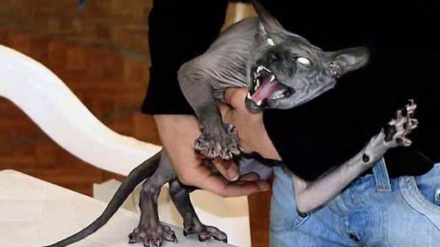 Самые УЖАСНЫЕ коты в мире впечатлительным не смотреть смотреть онлайн