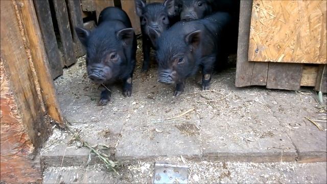 Вьетнамские вислобрюхие поросята на продажу смотреть онлайн