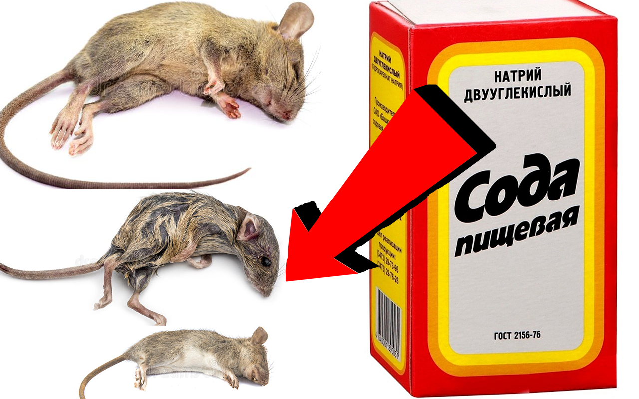 Как избавиться от мышей за 3 секунды
