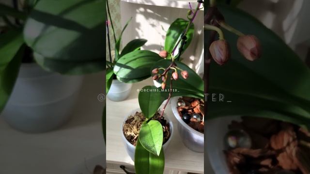 Почему у орхидеи сохнут бутоны не успев раскрыться ? ОСНОВНЫЕ ПРИЧИНЫ ❣️ смотреть онлайн