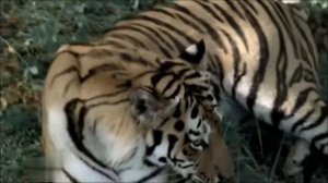 Амурский (уссурийский) тигр. Красавчик!