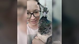 Про павлинарий