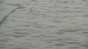 Рыбалка в Ленобласти #11