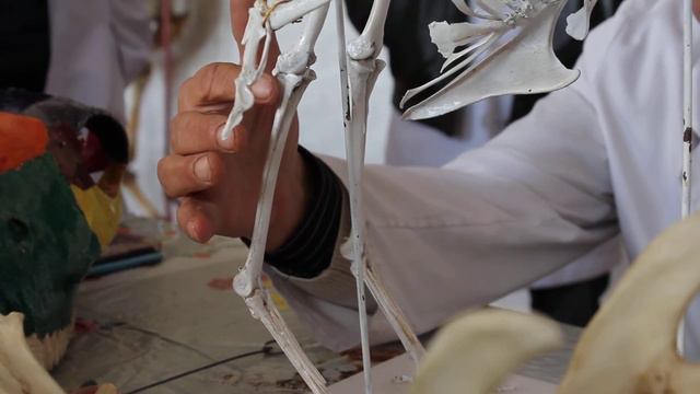 Анатомія птиці