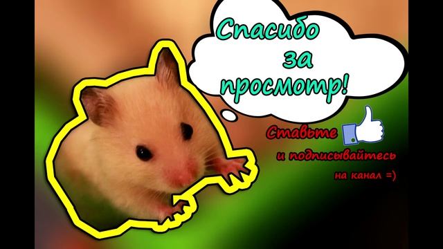 Зёма не хочет идти на ручки / Приручение хомяка