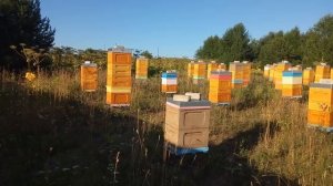 Работа Бакфаст на Главном Взятке в 2018 году .