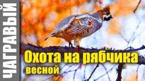 Охота на рябчика весной | гуманная. Bloodless hunting of hazel grouse in spring