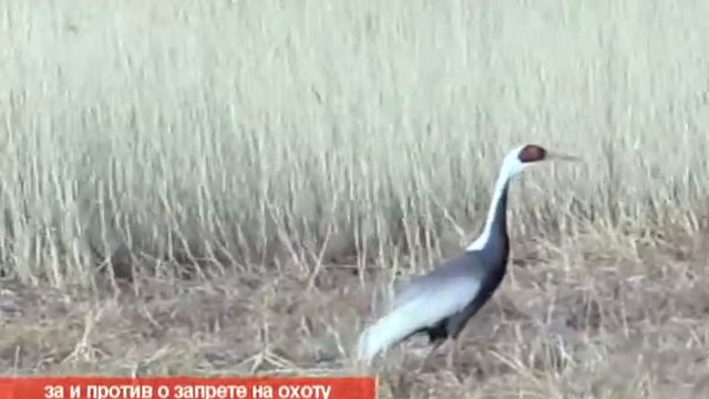 ОХОТА ПОД ЗАПРЕТОМ смотреть онлайн