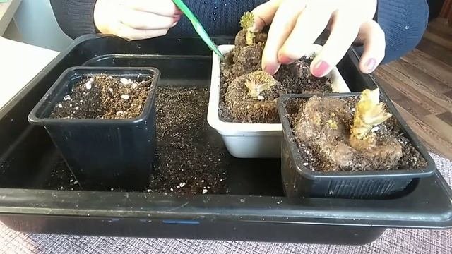 Бегония клубневая.Пересадка после проращивания.