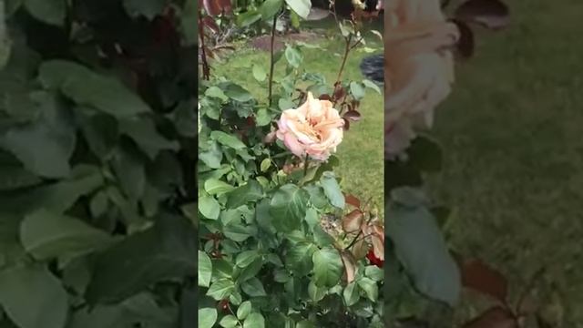 Как заставить розы цвести весь сезон смотреть онлайн