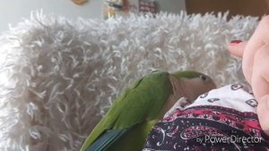 КАК ПРИРУЧИТЬ ВЗРОСЛОГО ПОПУГАЯ МОНАХА КВАКЕРА К РУКАМ? (ЧАСТЬ 1) /How to tame a parrot to hand?