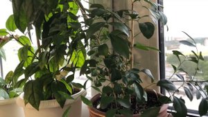 БОЛЬШОЙ ОБЗОР МОИХ КОМНАТНЫХ РАСТЕНИЙ