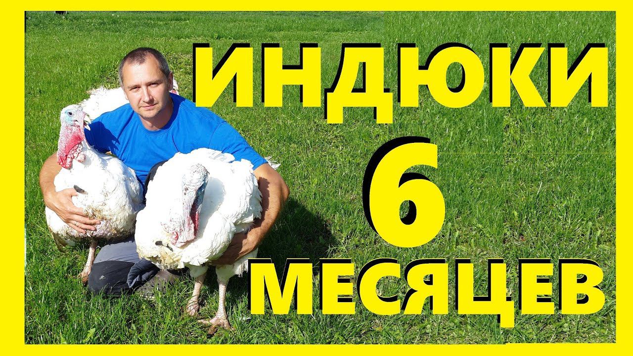 Индейка #ХайбридКонвертер 6 месяцев#Забой и #Взвешивание