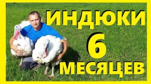 Индейка #ХайбридКонвертер 6 месяцев#Забой и #Взвешивание