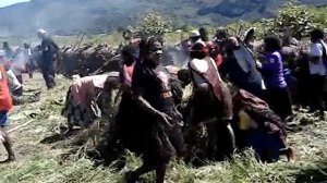 Как папуасы готовят свиней