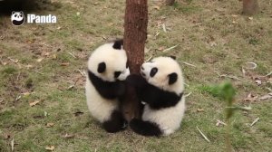Малыши панды веселятся