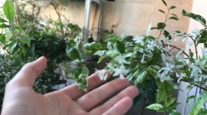 Райтия Религиозная