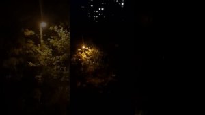 Кавер на песню Зои Ященко и группы "Белая гвардия" песня "Белая гвардия".