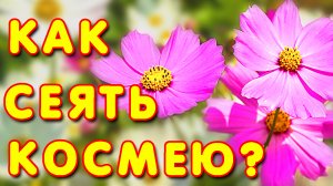 Космея однолетники. Космея из семян. Посев космеи. Выращивание космеи
