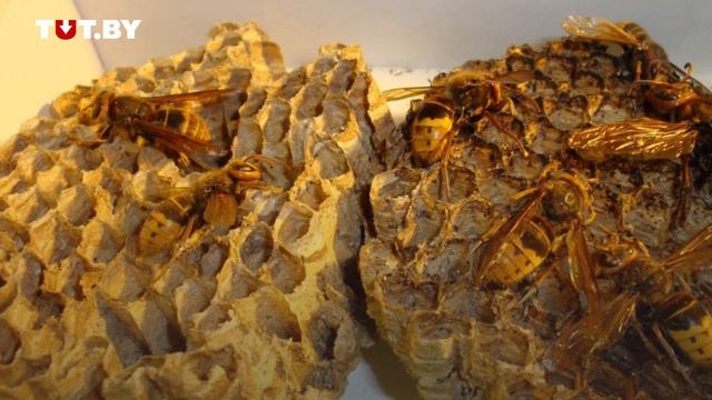 Что делать с шершнями смотреть онлайн