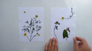 «Искусство гербария Мастер класс по созданию ботанической картины»