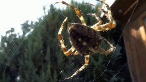 Паук плетёт паутину.  Это просто ювелирная работа.