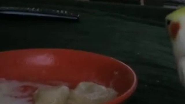 Corella Eats Dumplings. Корелла їсть варенники.ки