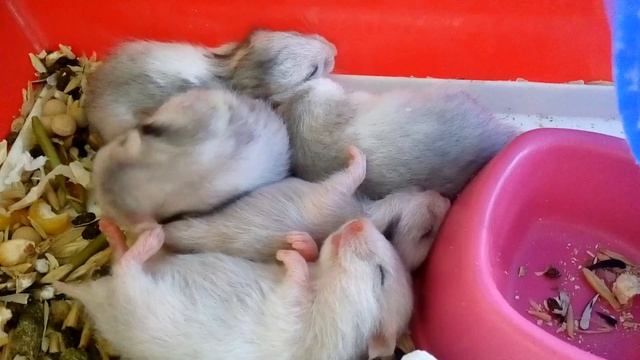 Хомячата. Сон сирийского хомяка. Лабиринт. ?Hamsters Babies | Хомячуля: Secret Life Hamster - Pets