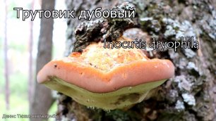 Трутовик дубовый | Inocutis dryophila