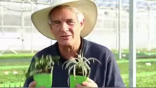 Liriope Lilyturf