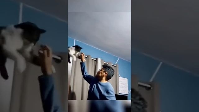 ДомашниеПитомцы