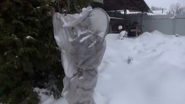 Дача Январь Как зимуют мои растения.Первый обзор сада в Новом году.Про КОТОВ? смотреть онлайн