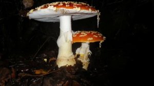 Amanita muscaria Dec 3-10 2012.