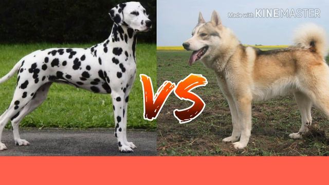 Долматинец против Российско-Европейская лайка. Animals Battle. смотреть онлайн