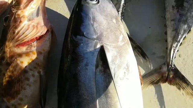 Рыбалка в Андаманском Море, троллинг, донная рыбалка, Тайланд, остров Рача Яй
