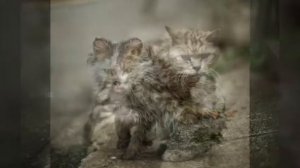 Грустный стих про «Уродливого кота »