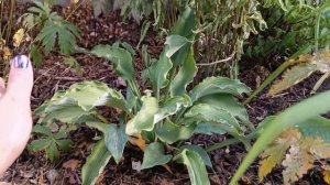 Коллекция из 160 сортов) Хосты, чудесные королевы тенистых мест! Прогулка по хостарию в моем саду!