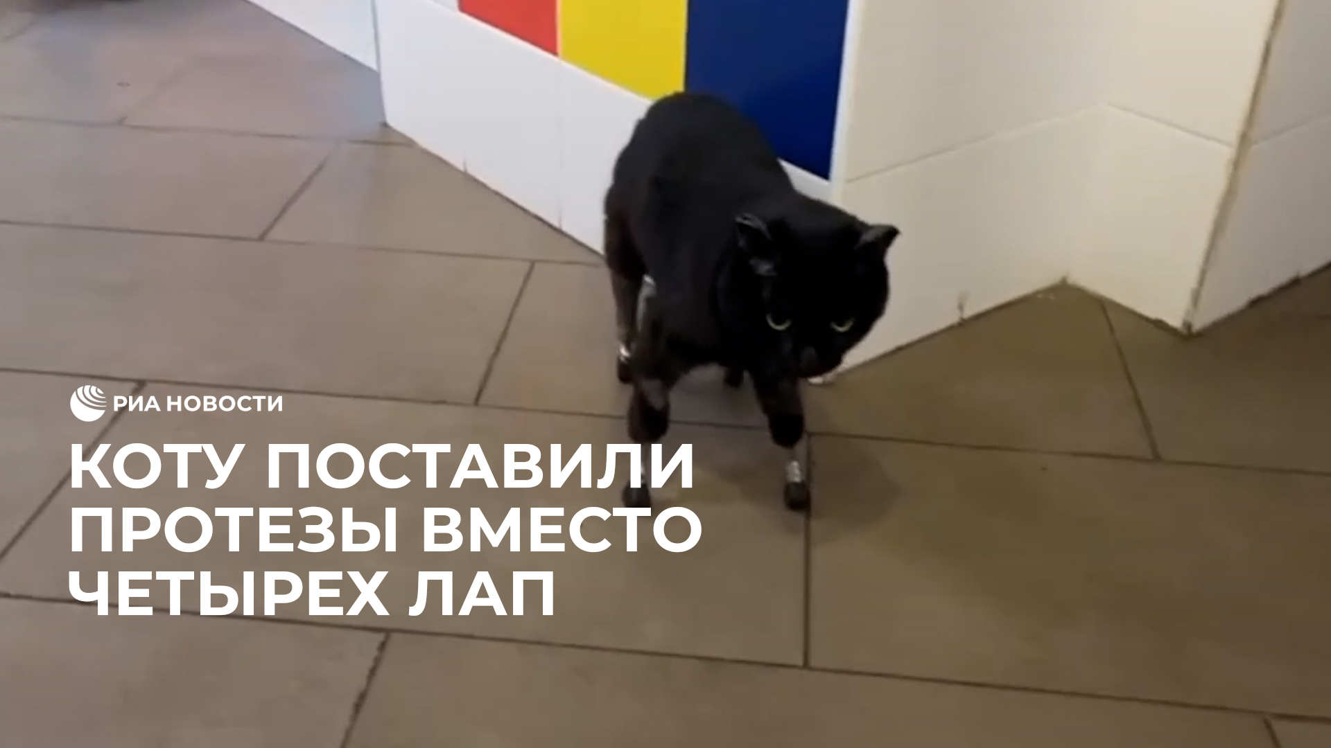 Протезы вместо отмороженных лап