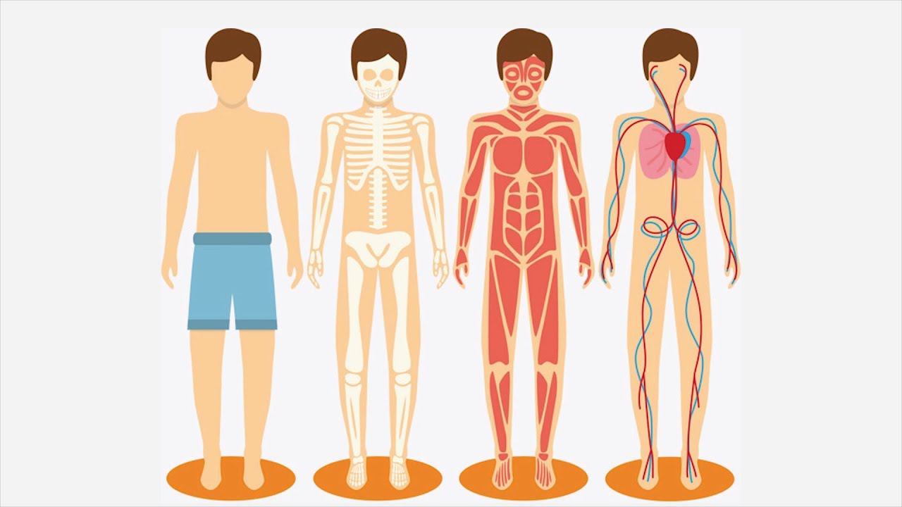 Найди human. Тело человека. Изображение человеческого тела. Анатомия человека вектор. Анатомический силуэт челвоек.