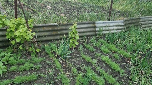 БОРЕМСЯ С ПЫРЕЕМ  ЛАЙФХАКИ ДЛЯ ВАШЕГО ОГОРОДА