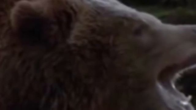 ? ВСТРЕЧА С МЕДВЕДЕМ- ШАТУНОМ! смотреть онлайн